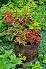 USA, Washington State, Sammamish. Coleus in planters in garden Art Print